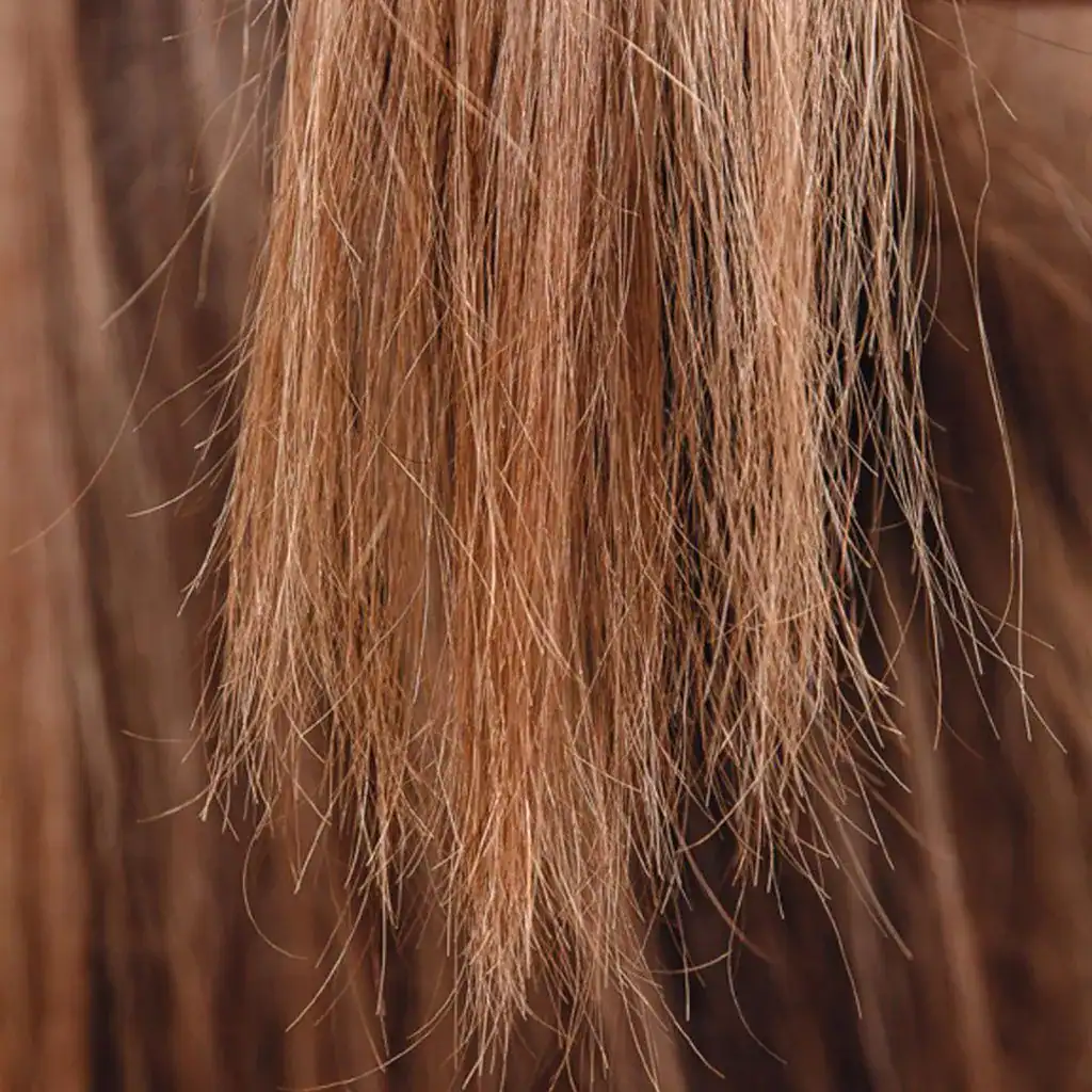 Close-up of the ends of light brown hair, showing dry, frizzy, and split strands.